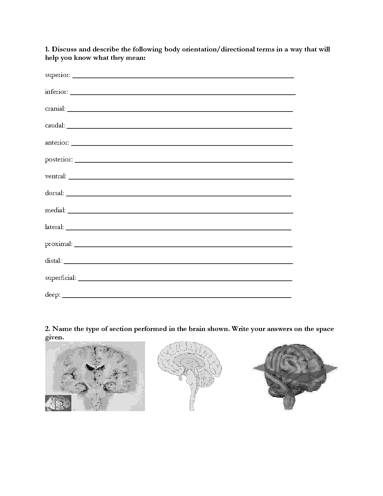 body planes and directional terms worksheet answers