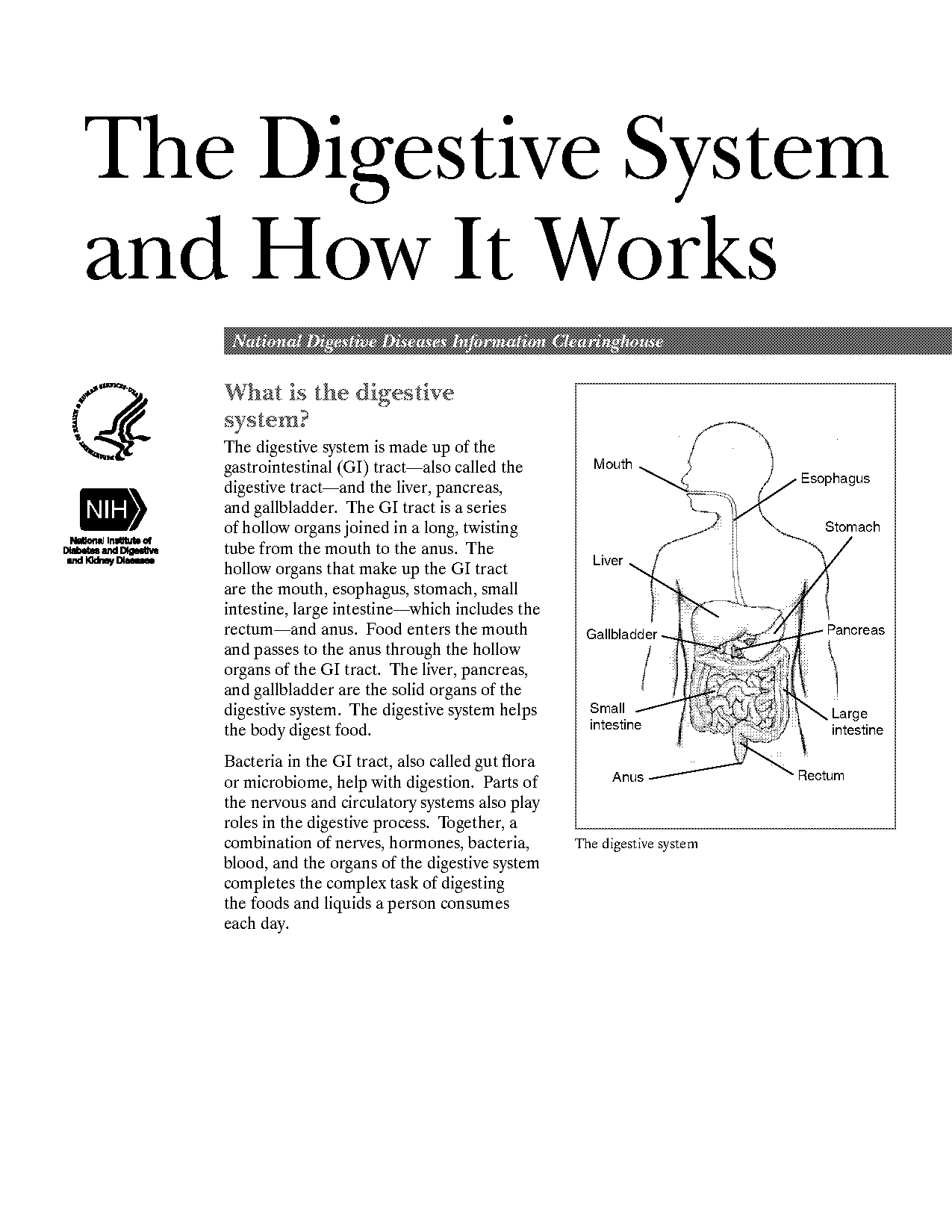 digestive system biology pdf