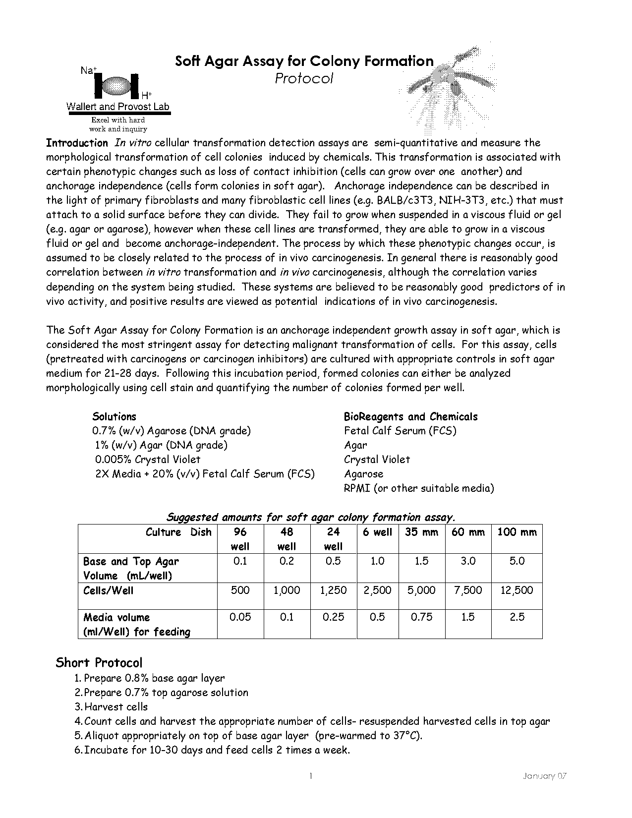 anchorage independent growth assay protocol