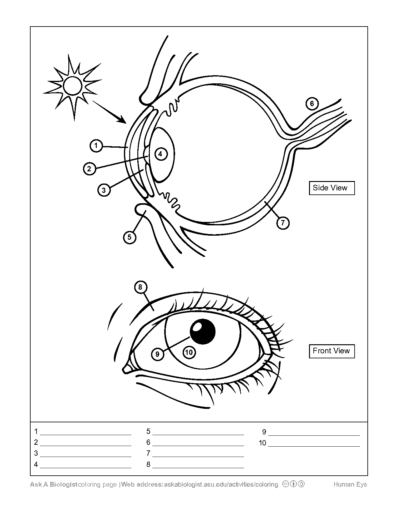 parts of an eye worksheet